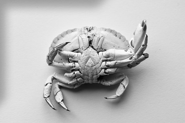 index image crab